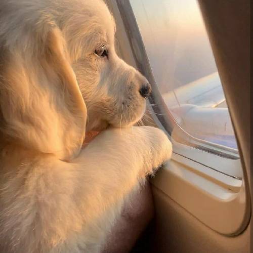  دونه سفیدای توو موهات منم اشکای سرازیره تو دعات منم